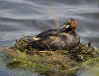 grebe castagneux